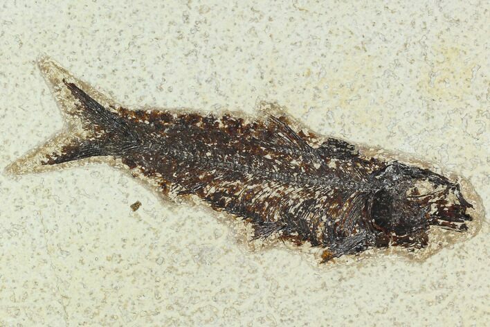Fossil Fish (Knightia) - Green River Formation #129779